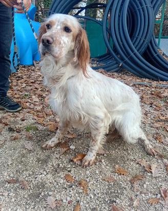Cane setter