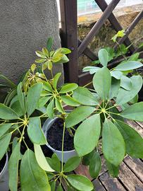 Pianta Schefflera