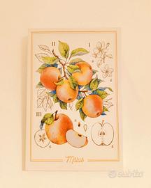 Stampa su tela soggetto botanico mela