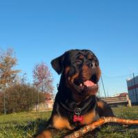 DISPONIBILE PER RIPRODUZIONE (Monta )