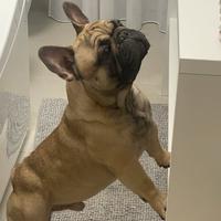 Buldog francese