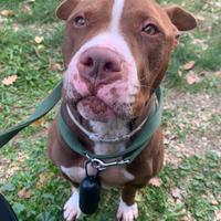 Pit Bull maschio 4 anni Paco in ADOZIONE