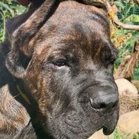 Cucciolo Cane Corso alta genealogia pedigree XL