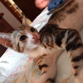 1 gattino maschio di 3 mesi