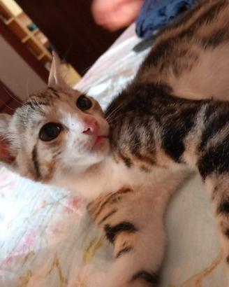 1 gattino maschio di 3 mesi