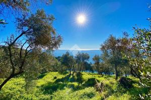 TER. AGRICOLO A CIPRESSA