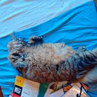 Petsitter aosta nus e dintorni