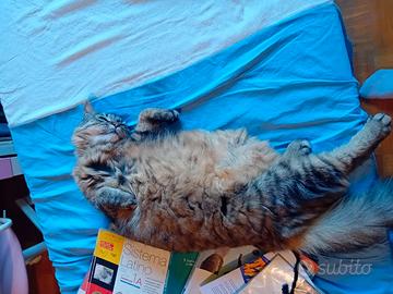 Petsitter aosta nus e dintorni