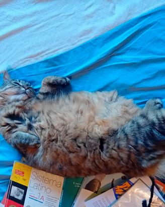 Petsitter aosta nus e dintorni
