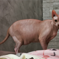 Sphynx Maschio