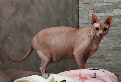 Sphynx Maschio