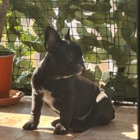 Cucciola di bulldog francese