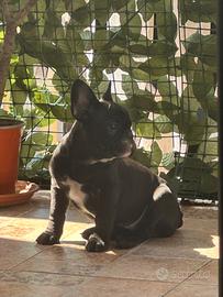 Cucciola di bulldog francese
