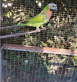 Parrocchetto dai mustacchi