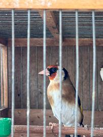 Cardellino maschio 2025