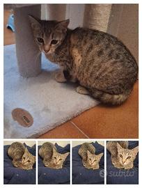 Gatti e gattino dolcissimo