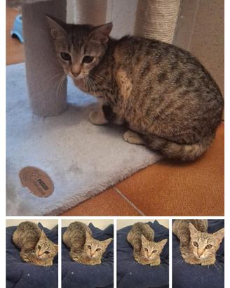 Gatti e gattino dolcissimo