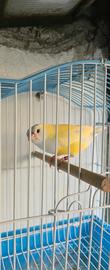 DIamante del Gould