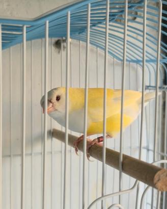 DIamante del Gould