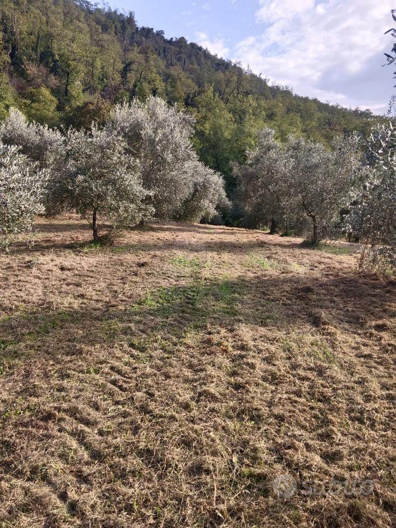Terreno agricolo sui Colli Euganei - Vista 4