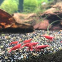Caridine red sakura / gamberetti d’ acqua dolce