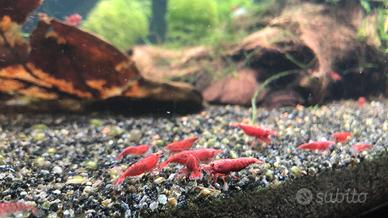 Caridine red sakura / gamberetti d’ acqua dolce