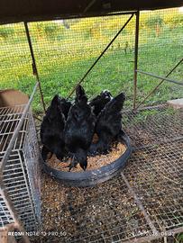 Cemani