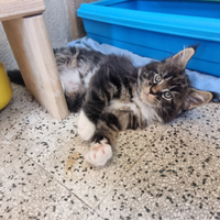 Maine coon XL disponibili cuccioli