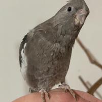 Calopsite faccia bianca