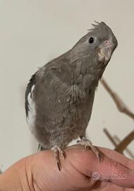 Calopsite faccia bianca