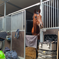 Cavallo sella italiano da salto