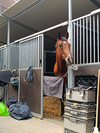 Cavallo sella italiano da salto