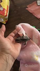 Petauri dello zucchero