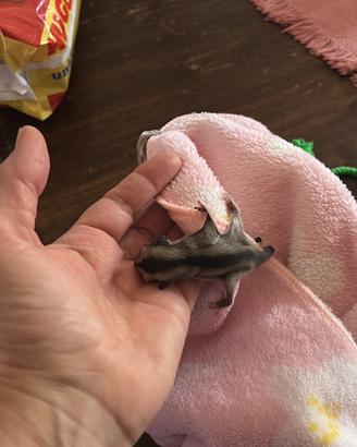 Petauri dello zucchero