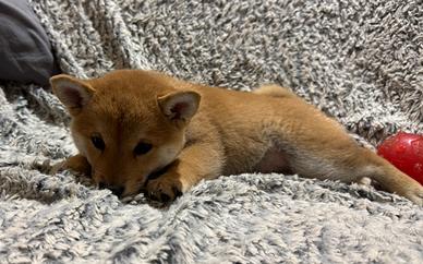 Cuccioli shiba inu con pedigree enci