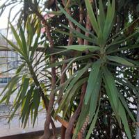 Pianta di Dracena Marginata alta 2 metri