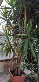 Pianta di Dracena Marginata alta 2 metri