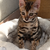 Cuccioli Bengala