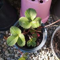 pianta di fragola Framberry