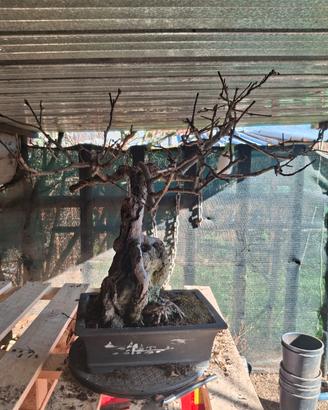 bonsai