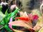 Immagine 2