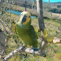 Amazone fronte blu