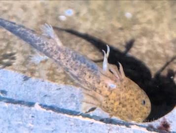 Axolotl baby