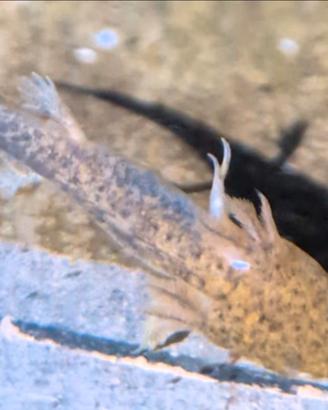Axolotl baby