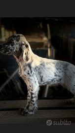 setter inglese 