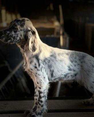 setter inglese 
