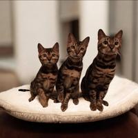 Cuccioli gatto Bengala