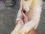 Immagine 5