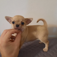 Splendida chihuahua PEDIGREE enci