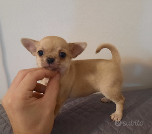 Splendida chihuahua PEDIGREE enci